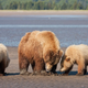 Image for article titled Bears Enjoy Long Walks on the Beach, Munching on Clams